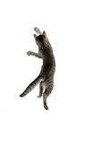 CAT 03 JD0005 01
Gray Tabby Kitten Leaping On White Seamless