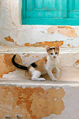 CAT 03 KH0104 01
Calico Tabby Greek Island Kitten Sitting On Stairs