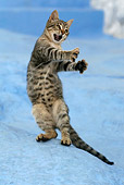 CAT 03 KH0106 01
Tabby Greek Island Kitten On Hind Legs Reaching Out With Claws To Catch Insect