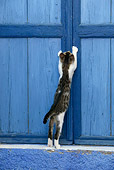 CAT 03 KH0111 01
Tabby And White Greek Island Kitten Scratching On Blue Wooden Door