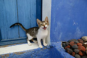 CAT 03 KH0112 01
Tabby And White Greek Island Kitten Meowing By Blue Wooden Door