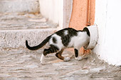 CAT 03 KH0113 01
Tabby And White Greek Island Kitten Crawling Into Drain Pipe