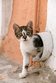 CAT 03 KH0114 01
Tabby And White Greek Island Kitten Crawling Out Of Drain Pipe