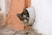 CAT 03 KH0115 01
Tabby And White Greek Island Kitten Peeking Out Of Drain Pipe