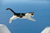 CAT 03 KH0117 01
Tabby And White Greek Island Kitten Jumping Over Gap In White Wall