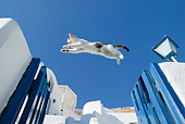 CAT 03 KH0119 01
Tabby And White Greek Island Kitten Jumping Over Blue Gate In White Wall