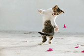 CAT 03 KH0120 01
Tabby And White Greek Island Kitten Playing With Purple Petals
