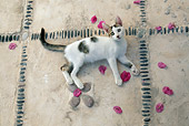CAT 03 KH0121 01
Tabby And White Greek Island Kitten Laying On Ground With Purple Petals
