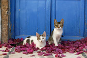 CAT 03 KH0122 01
Two Tabby And White Greek Island Kittens Sitting In Purple Petals By Blue Wooden Door