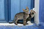 CAT 03 KH0123 01
Two Tabby Greek Island Kittens Standing In Front Of Blue Wooden Door