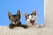 CAT 03 KH0124 01
Two Tabby Greek Island Kittens Peering Over White Wall, One Yawning