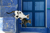 CAT 03 KH0125 01
Two Tabby Greek Island Kittens Jumping Down Off Of Blue Stairs