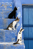 CAT 03 KH0128 01
Three Greek Island Kittens Sitting On Blue Stairs Looking At Wooden Door