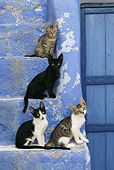 CAT 03 KH0129 01
Four Greek Island Kittens Sitting On Blue Stairs