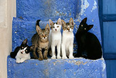 CAT 03 KH0130 01
Five Greek Island Kittens Sitting On Blue Stairs