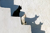CAT 03 KH0132 01
Two Greek Island Kittens Sitting On White Stairs Looking At Their Shadows