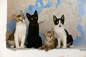 CAT 03 KH0133 01
Four Greek Island Kittens Sitting On White Wall Alcove