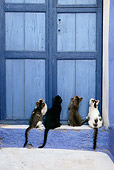 CAT 03 KH0134 01
Four Greek Island Kittens Sitting Looking Up At Blue Wooden Door