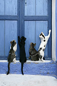 CAT 03 KH0135 01
Four Greek Island Kittens Standing And Sitting Looking Up At Blue Wooden Door