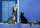 CAT 03 KH0136 01
Three Greek Island Kittens Sitting By Blue Wooden Door