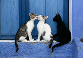 CAT 03 KH0137 01
Three Greek Island Kittens Sitting By Blue Wooden Door Kissing