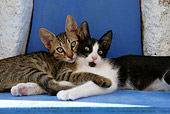 CAT 03 KH0138 01
Tabby And Black And White Greek Island Kittens Snuggling