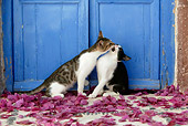 CAT 03 KH0139 01
Tabby And Black And White Greek Island Kittens Sitting By Blue Wooden Door Kissing In Purple Petals