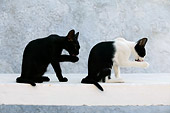 CAT 03 KH0140 01
Black And Black And White Greek Island Kittens Sitting On White Wall Licking Paws