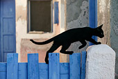 CAT 03 KH0142 01
Black Greek Island Kitten Walking On Top Of Blue Fence