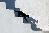 CAT 03 KH0143 01
Black Greek Island Kitten Walking Down White Stairs