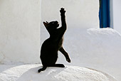 CAT 03 KH0144 01
Black Greek Island Kitten Sitting On White Wall Reaching Up With Paw