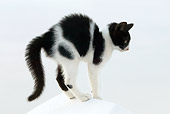 CAT 03 KH0145 01
Black And White Greek Island Kitten Standing On White Wall Arching Back