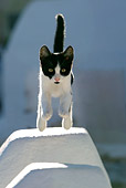 CAT 03 KH0146 01
Black And White Greek Island Kitten Jumping Over Gap In White Wall