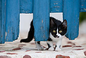CAT 03 KH0147 01
Black And White Greek Island Kitten Peeking Through Blue Fence