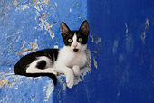 CAT 03 KH0149 01
Black And White Greek Island Kitten Laying On Blue Stairs
