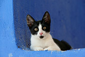 CAT 03 KH0150 01
Black And White Greek Island Kitten Laying In Alcove In Blue Wall