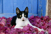 CAT 03 KH0151 01
Black And White Greek Island Kitten Laying In Purple Petals By Blue Wooden Door