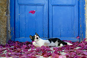 CAT 03 KH0152 01
Black And White Greek Island Kitten Laying In Purple Petals By Blue Wooden Door Watching Petal Fall