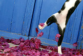 CAT 03 KH0153 01
Black And White Greek Island Kitten Leaping Out Of Purple Petals By Blue Wooden Door