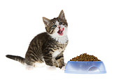CAT 03 KH0157 01
Tabby Kitten Sitting Licking Lips By Food Bowl On White Seamless