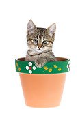 CAT 03 KH0159 01
Tabby Kitten Peeking Out Of Flower Pot On White Seamless