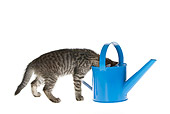 CAT 03 KH0160 01
Tabby Kitten Peeking Into Watering Can On White Seamless