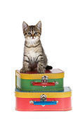 CAT 03 KH0161 01
Tabby Kitten Sitting On Lunch Boxes On White Seamless