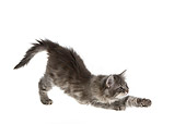 CAT 03 KH0162 01
Gray Kitten Stretching On White Seamless