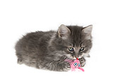 CAT 03 KH0163 01
Gray Kitten Laying Kissing Toy On White Seamless