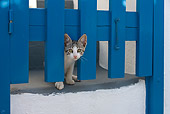 CAT 03 KH0164 01
Tabby And White Greek Island Kitten Peeking Through Blue Gate