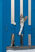 CAT 03 KH0166 01
Tabby And White Greek Island Kitten Peeking Through Blue Gate