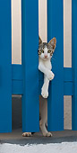 CAT 03 KH0167 01
Tabby And White Greek Island Kitten Peeking Through Blue Gate