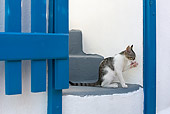 CAT 03 KH0169 01
Tabby And White Greek Island Kitten Sitting On Gray Stairs By Blue Gate Licking Paw