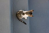 CAT 03 KH0170 01
Tabby And White Greek Island Kitten Sitting On Gray Stairs